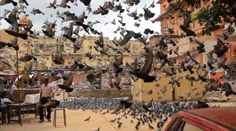 Pigeon Stockbeeldmateriaal 36625722