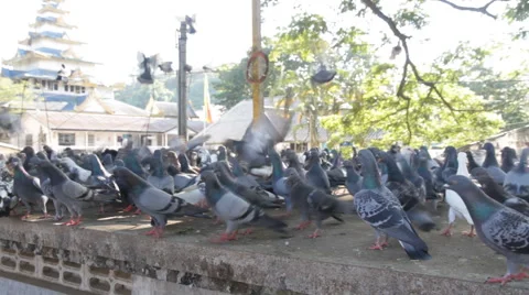 Pigeon 스톡 동영상 45121380