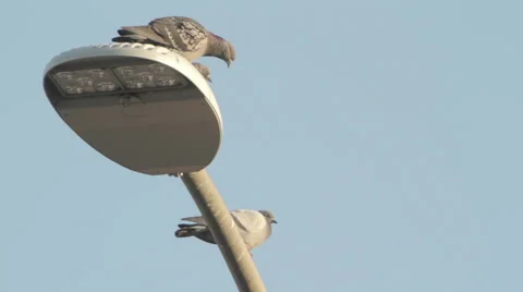 Pigeon Stock Footage 46804699