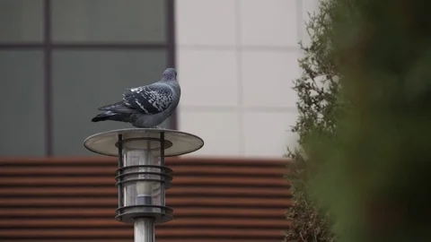 Pigeon 動画素材 82872244