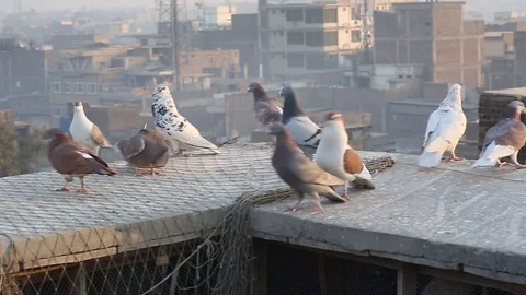 Pigeon Video stock 88228105