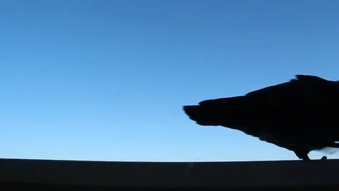 Pigeon Stock Footage 89812171