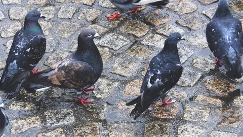 Pigeon Stock Footage 103733392