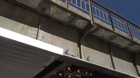 Pigeon 動画素材 104932406