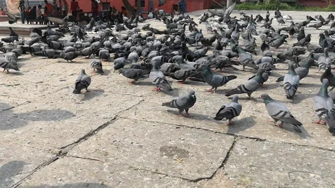 Pigeon Stock Footage 109077840