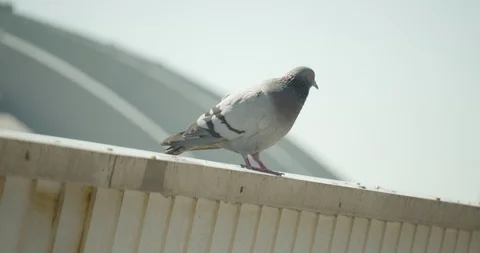 Pigeon Stock Footage 115016620
