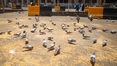 Pigeon 스톡 동영상 119669012