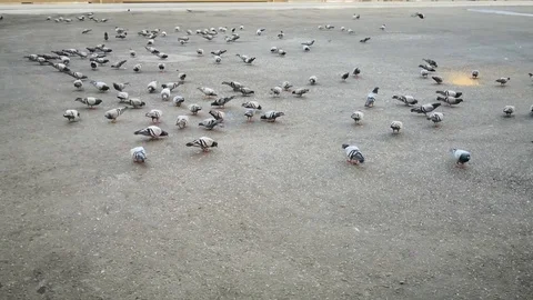 Pigeon Stock Footage 119670001