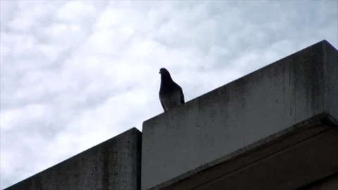 Pigeon Stock Footage 127671941