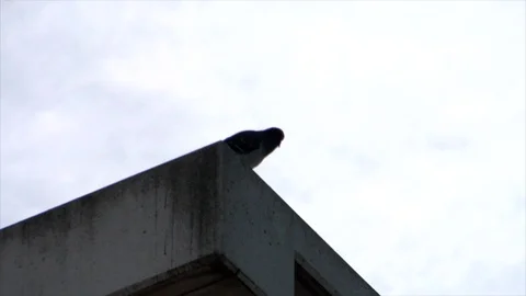 Pigeon Stock Footage 127672741