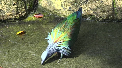 Pigeon Stock Footage 150587497