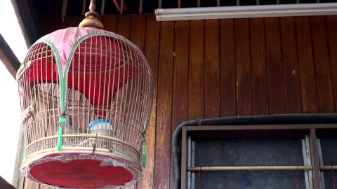 Pigeon Stock Footage 151920509