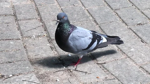 Pigeon Stock Footage 157845265