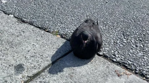 Pigeon Stock Footage 162529920