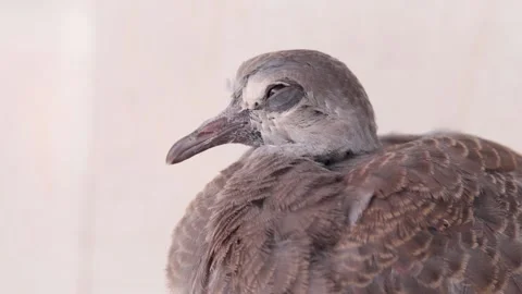 Pigeon Stock Footage 171364390