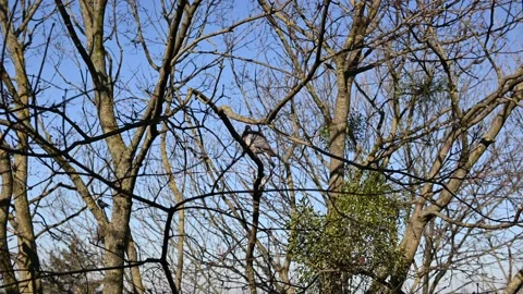 Pigeon Stock Footage 172442696