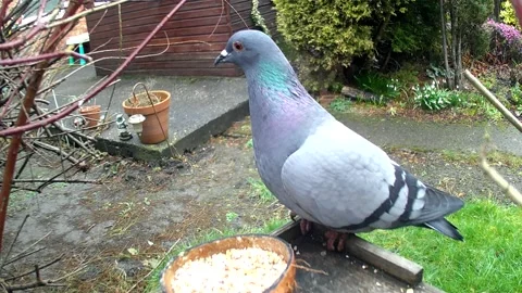 Pigeon Stock Footage 234612332