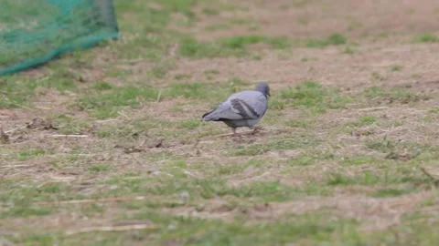 Pigeon Stock Footage 235170591
