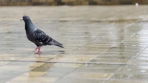Pigeon Stock Footage 244739637