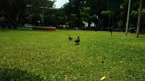 Pigeon Stock Footage 249261315