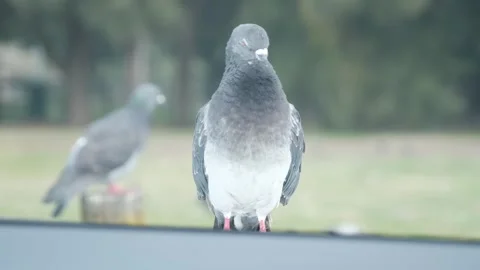 Pigeon Stock Footage 249738652