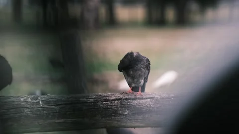 Pigeon Stock Footage 249740170