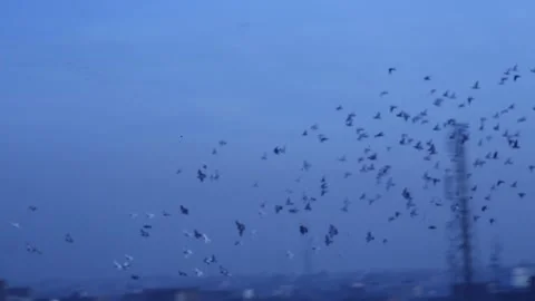 Pigeon Video stock 250903600