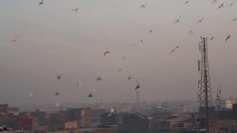 Pigeon Video stock 250903617