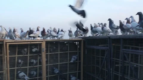 Pigeon Video stock 250903704