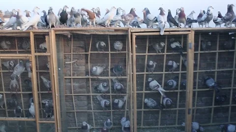 Pigeon Video stock 250903785