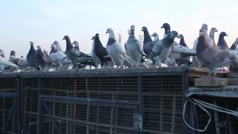 Pigeon Video stock 250903796
