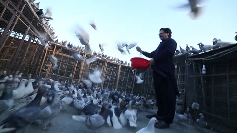Pigeon Video stock 250904044