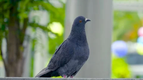 Pigeon Stock Footage 270473156