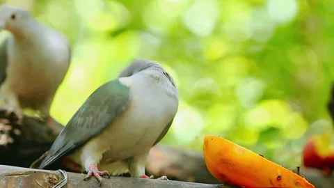 Pigeon Stock Footage 283586857