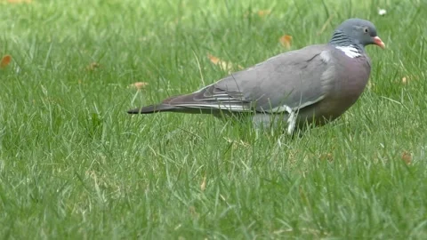 Pigeon  Stock Footage 285205550