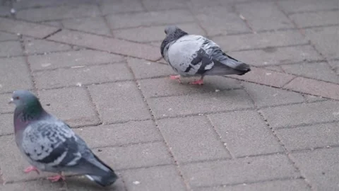 Pigeon Stock Footage 300987762