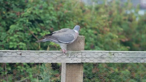 Pigeon Stock Footage 314342795
