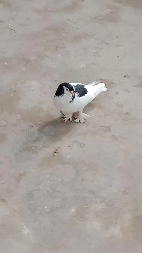 Pigeon Stock Footage 323804446