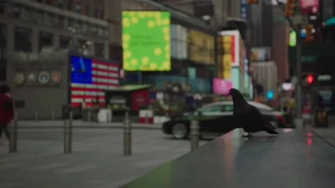 Pigeon in foreground of time square traffic in midtown manhattan Vídeos de archivo 251198192
