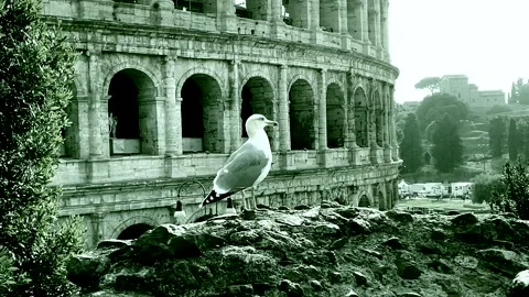 Pigeon in front of the colosseum Stock-Footage 220139399