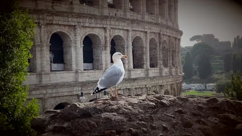Pigeon in front of the colosseum - Vignetting Stock-Footage 220139405
