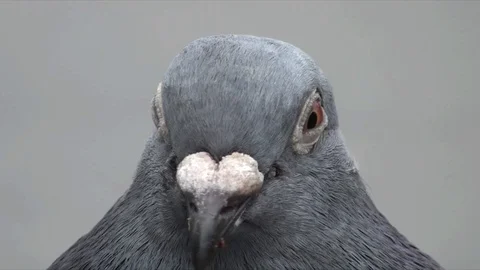 Pigeon Front Stock Footage 98679030