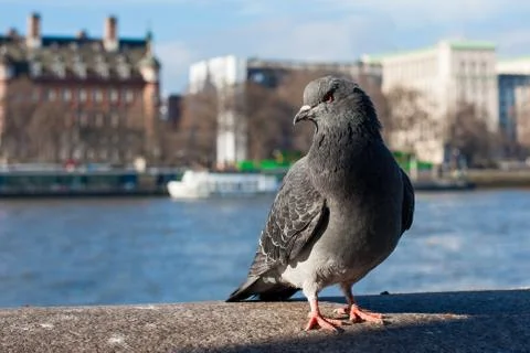 Pigeon in front of river Thames 写真素材