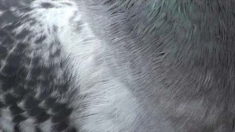 Pigeon Fur Stock Footage 98679036