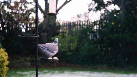 Pigeon on a garden bird table Video stock 257687662