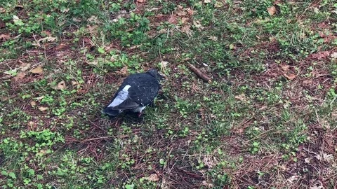 Pigeon in the garden 動画素材 82688692