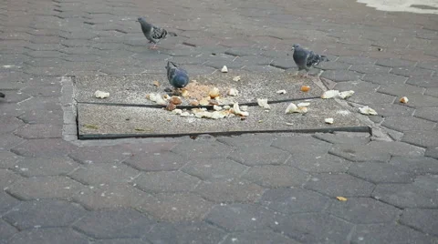 Pigeon getting breakfast. Stock Footage 65411299