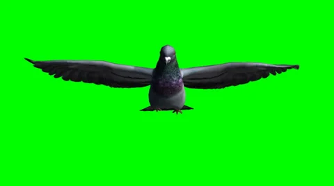 Pigeon gliding  - green screen 스톡 동영상 38476018