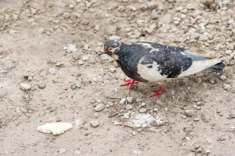 Pigeon goes to the bread Foto stock