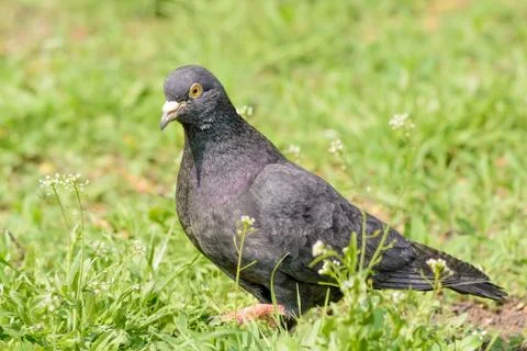 Pigeon on the Grass 库存照片
